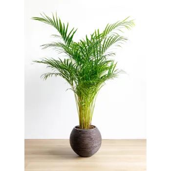 Areca Palm Plant